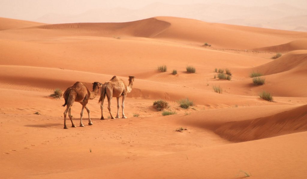 These Crazy Desert Shots Will Make You Want To Take A Safari
