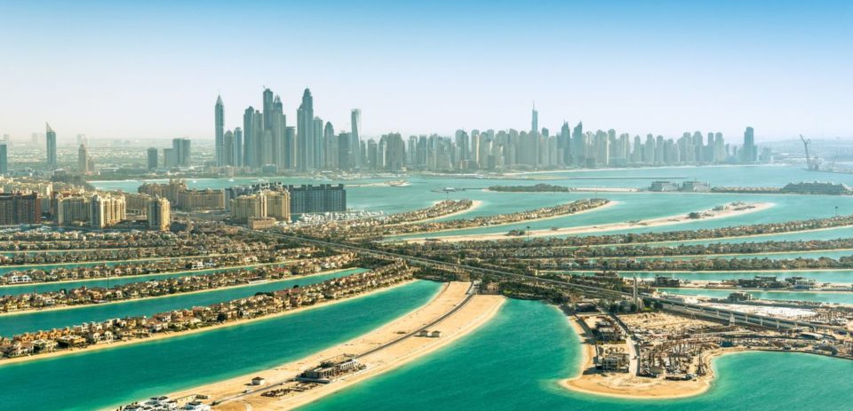 The Ultimate Guide to Discovering the Palm