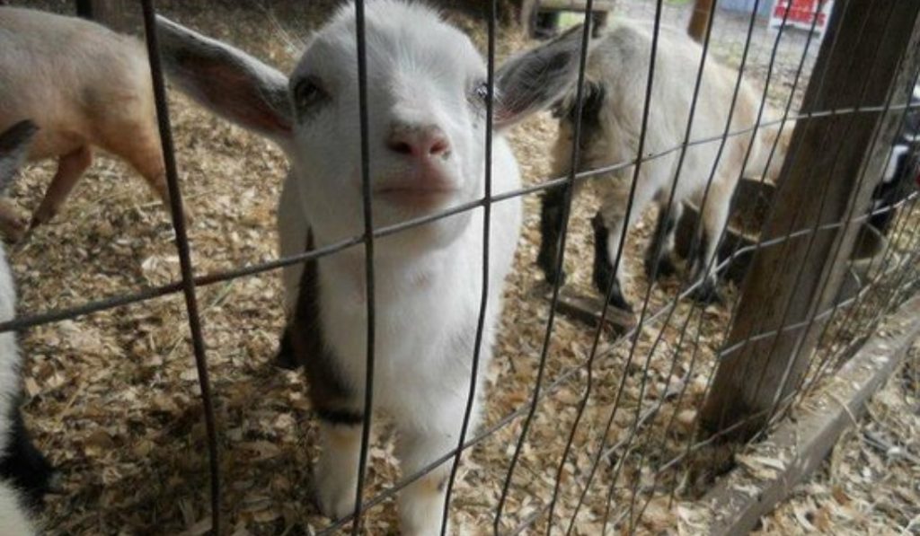 Pop up petting zoo at City Centre Me’aisem